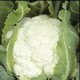 CHOU FLEUR JANVEL F1 - BIO