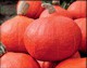ORANGE SUMMER F1 - BIO