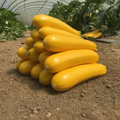 Semence Courgettes F1 PARADOR F1 - * * NT * *