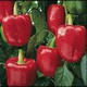 BENDIGO F1 - BIO