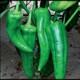 TESEO F1 - BIO