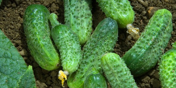 DIAMANT F1 - BIO