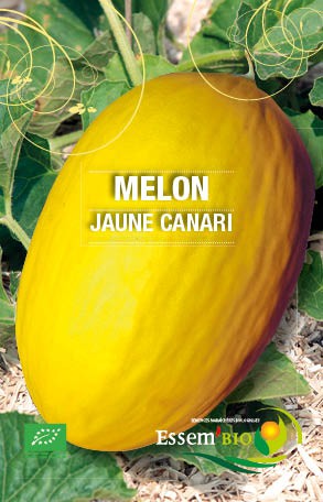 JAUNE CANARI - BIO