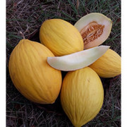 Semence Melons JAUNE CANARI  - BIO
