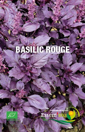 BASILIC ROUGE - BIO