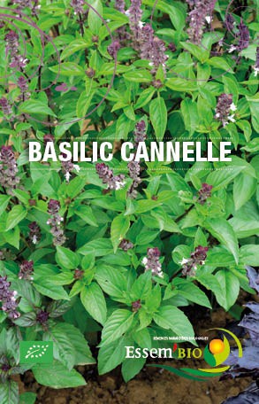 BASILIC CANNELLE - BIO