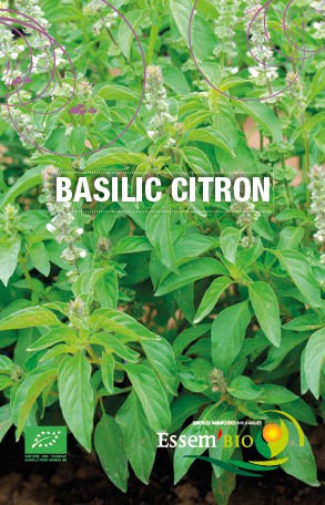BASILIC CITRON - BIO