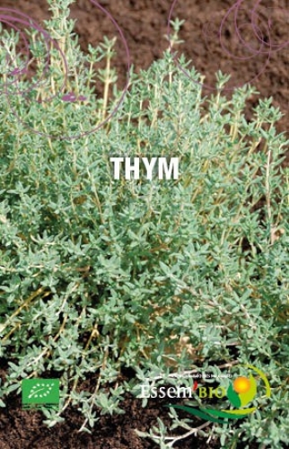 Le thym : récolte, conservation et utilisation du thym