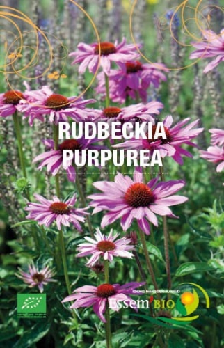 Semence Semences florales RUDBECKIA PURPUREA - BIO