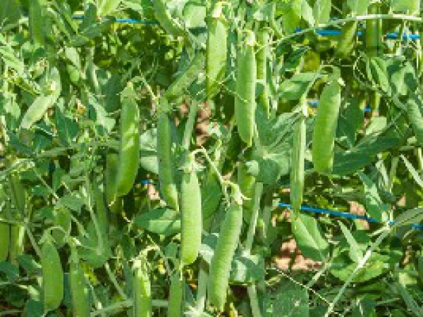 Semence Pois ALDERMAN - BIO