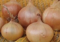 TEXAS EARLY GRANO - BIO RP