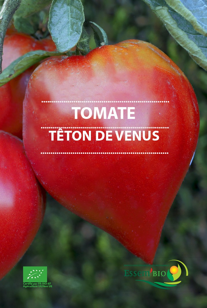 TÊTON DE VENUS - BIO