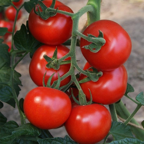 Semence Tomates F1 BOLSTAR GRANDA - BIO