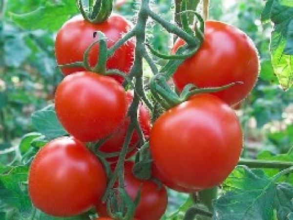 Semence Tomates F1 RUTHJE - BIO