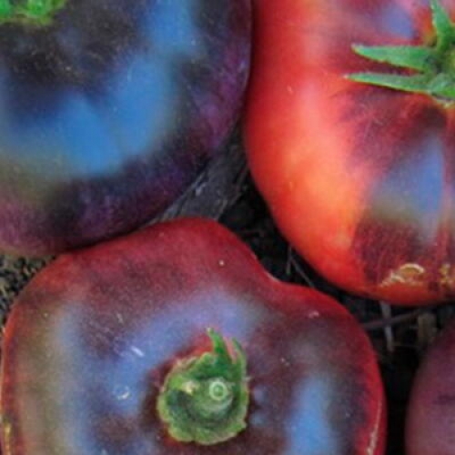 Semence Tomates INDIGO BLUE BEAUTY - BIO