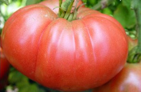 BRANDYWINE SUDDUTH'S STRAIN - BIO