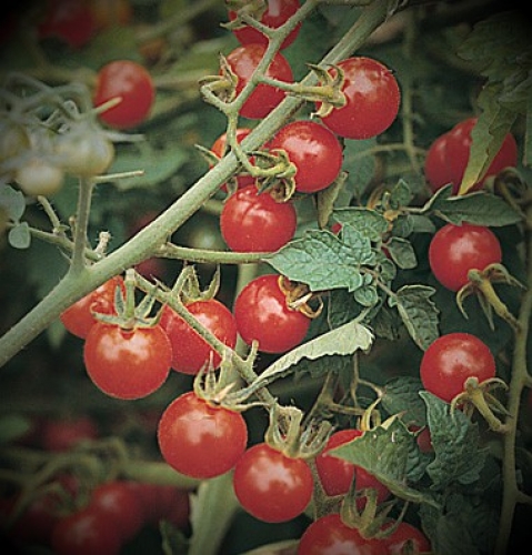 Semence Tomates MATT'S WILD CHERRY - BIO