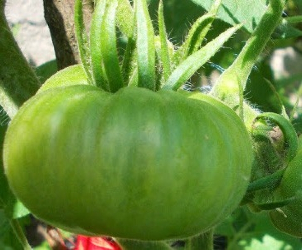 Semence Tomates MOLDOVAN GREEN - BIO