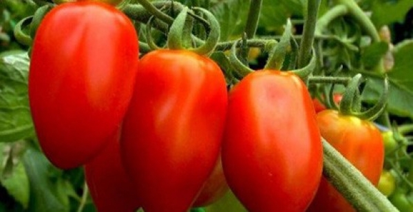 Semence Tomates ROMA PASTE - BIO