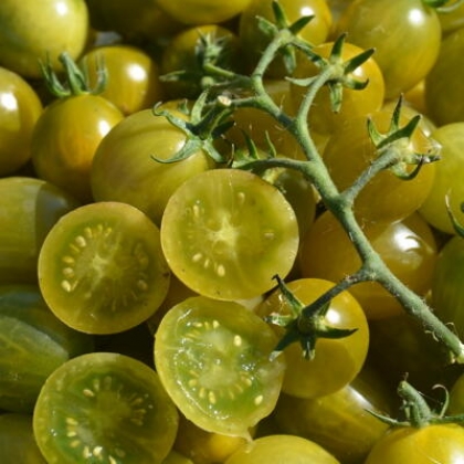 Semence Tomates VERDE CLARO - BIO