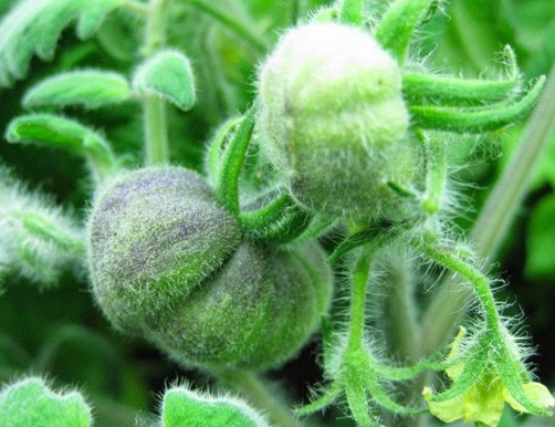 WOOLY GREEN ZEBRA - BIO