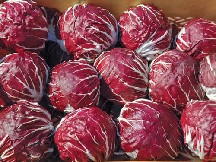 RADICCHIO - BIO