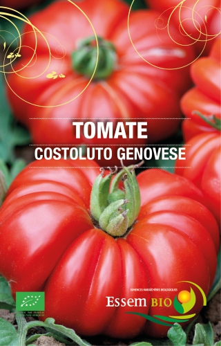 Semence Tomates COSTOLUTO GENOVESE - BIO