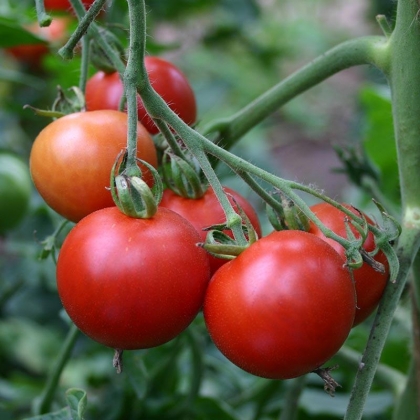 Semence Tomates MATINA - BIO