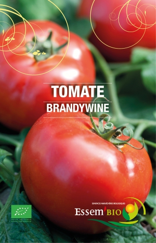 Semence Tomates BRANDYWINE - BIO