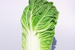KABOKO F1 - BIO 