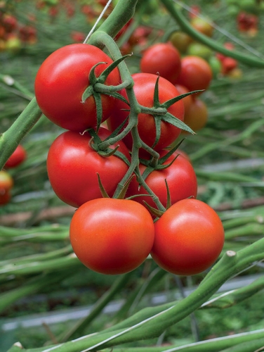 Semence Tomates F1 CODINO F1 - BIO