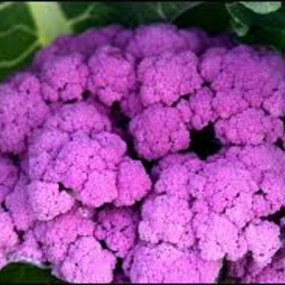 VIOLET DE SICILE - BIO