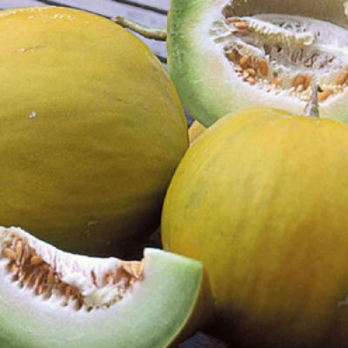 Semence Melons BOULE D'OR - BIO