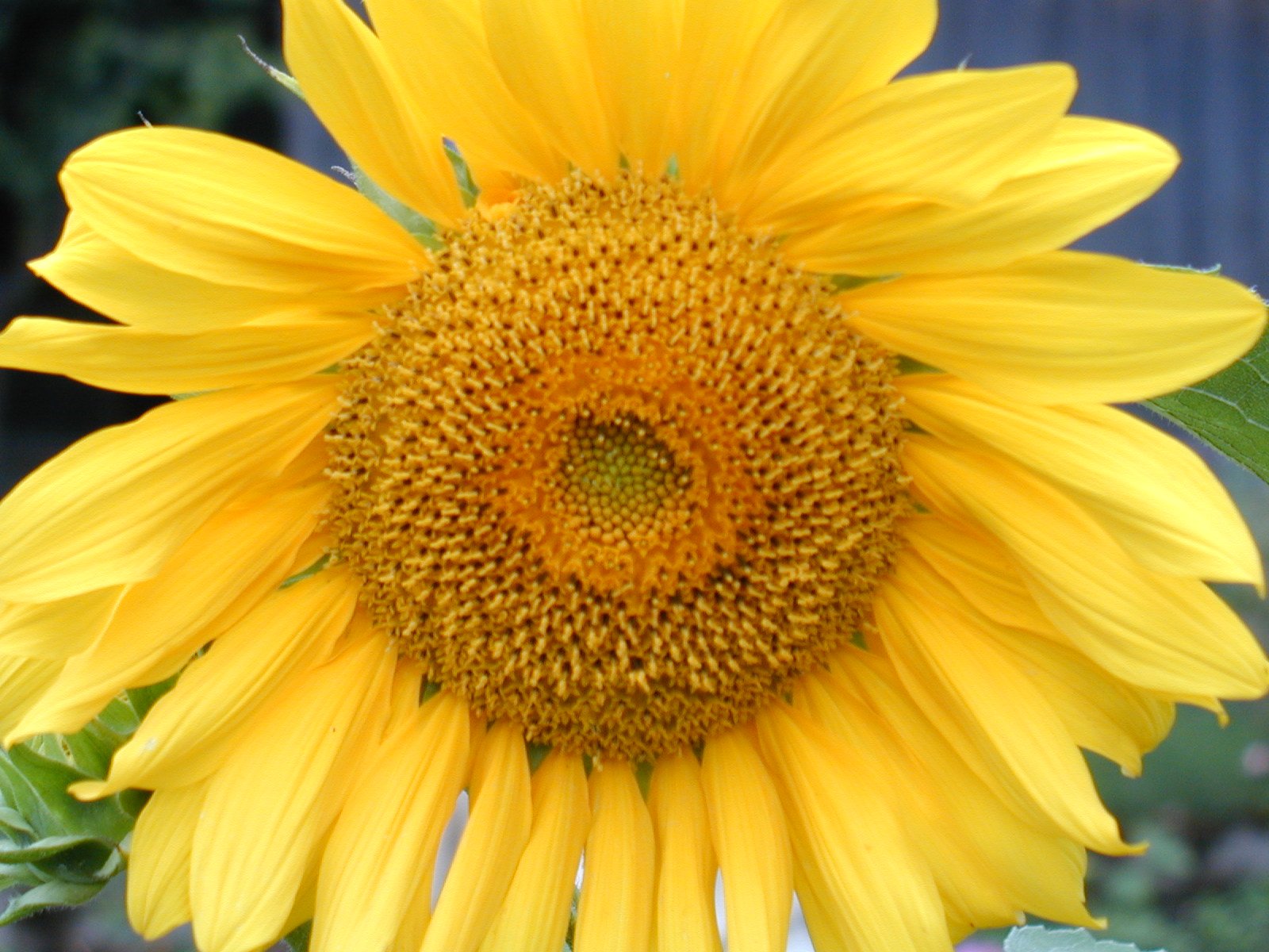 TOURNESOL NAIN SUNSPOT - BIO