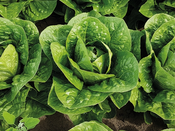 Semence Laitues romaines JARA - BIO