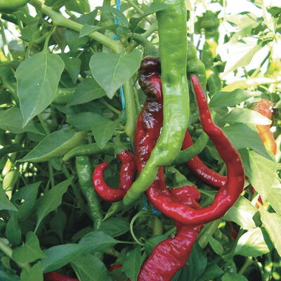 A FRUIT LONG DE CAYENNE - BIO