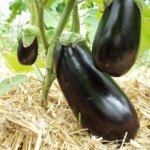 MERONDA - BIO