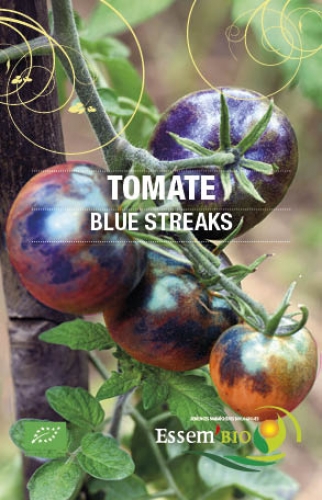 Semence Tomates BLUE STREACKS - BIO