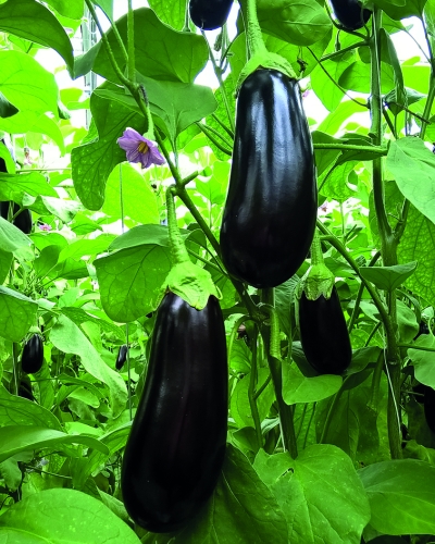 Semence Aubergines F1 LEMMY F1 - BIO
