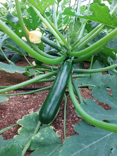 Semence Courgettes F1 VITALIC N156 F1 - BIO