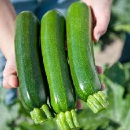 Semence Courgettes F1 DELHIRIUM N163 F1 - BIO