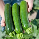 DELHIRIUM N163 F1 - BIO