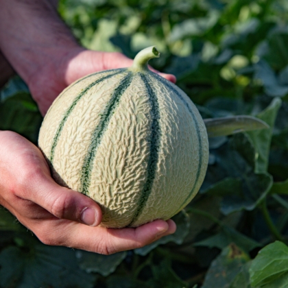 Semence Melons F1 OCITO F1 - BIO