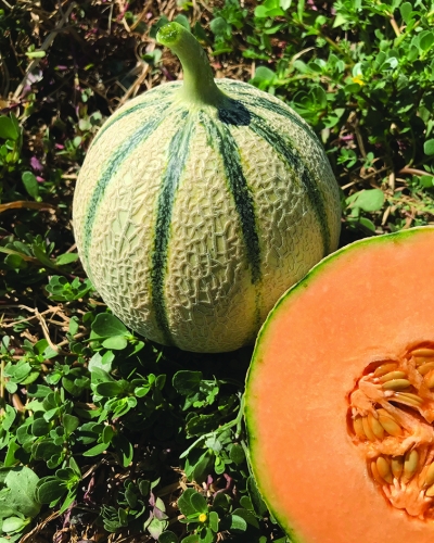 Semence Melons F1 VOLUPTA F1 - BIO