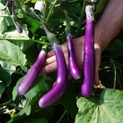 Semence Aubergines PINK LADY - BIO