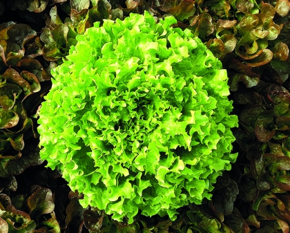 Semence Laitues-batavias et feuilles de chêne d'abris SAROGA - BIO