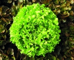 SAROGA - BIO