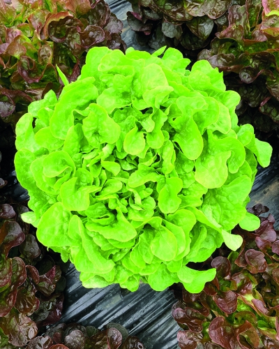 Semence Laitues-batavias et feuilles de chêne d'abris ZEMBRO - BIO
