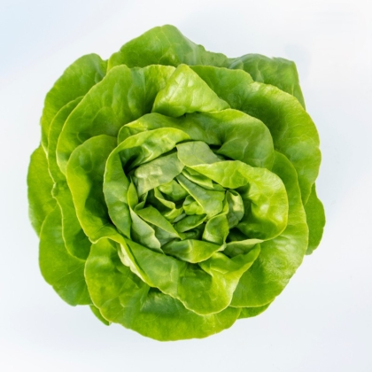 Semence  EIFFEL - BIO