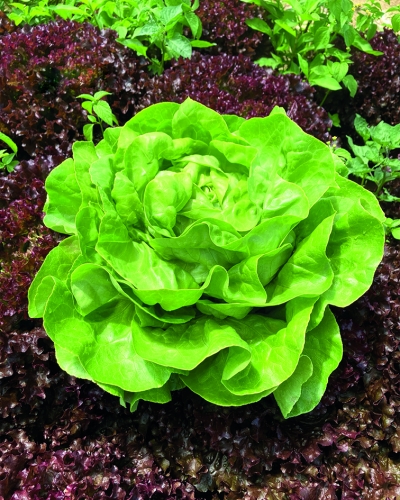 Semence Graines enrobées ANAMIGO - BIO